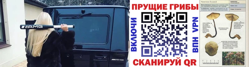 Галлюциногенные грибы Psilocybe  Ессентуки 